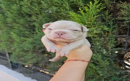 Bulldog Francés perros en venta: Bulldog francés exoticos  - Imagen 5
