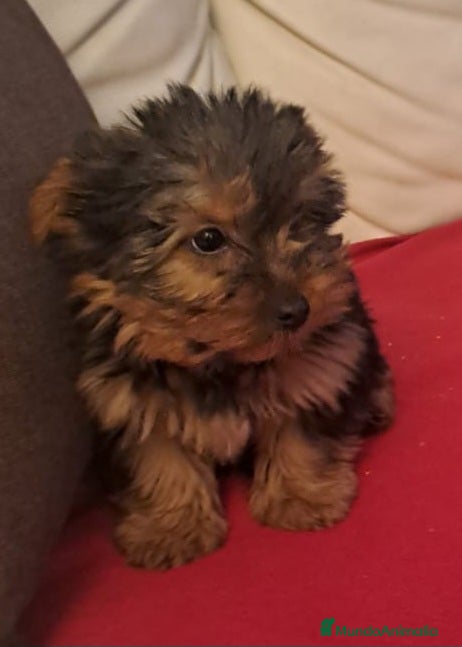 Yorkshire Terrier perros Yorkshire Terrier - Anuncio 2