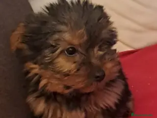 Yorkshire Terrier perros Yorkshire Terrier - Anuncio 2