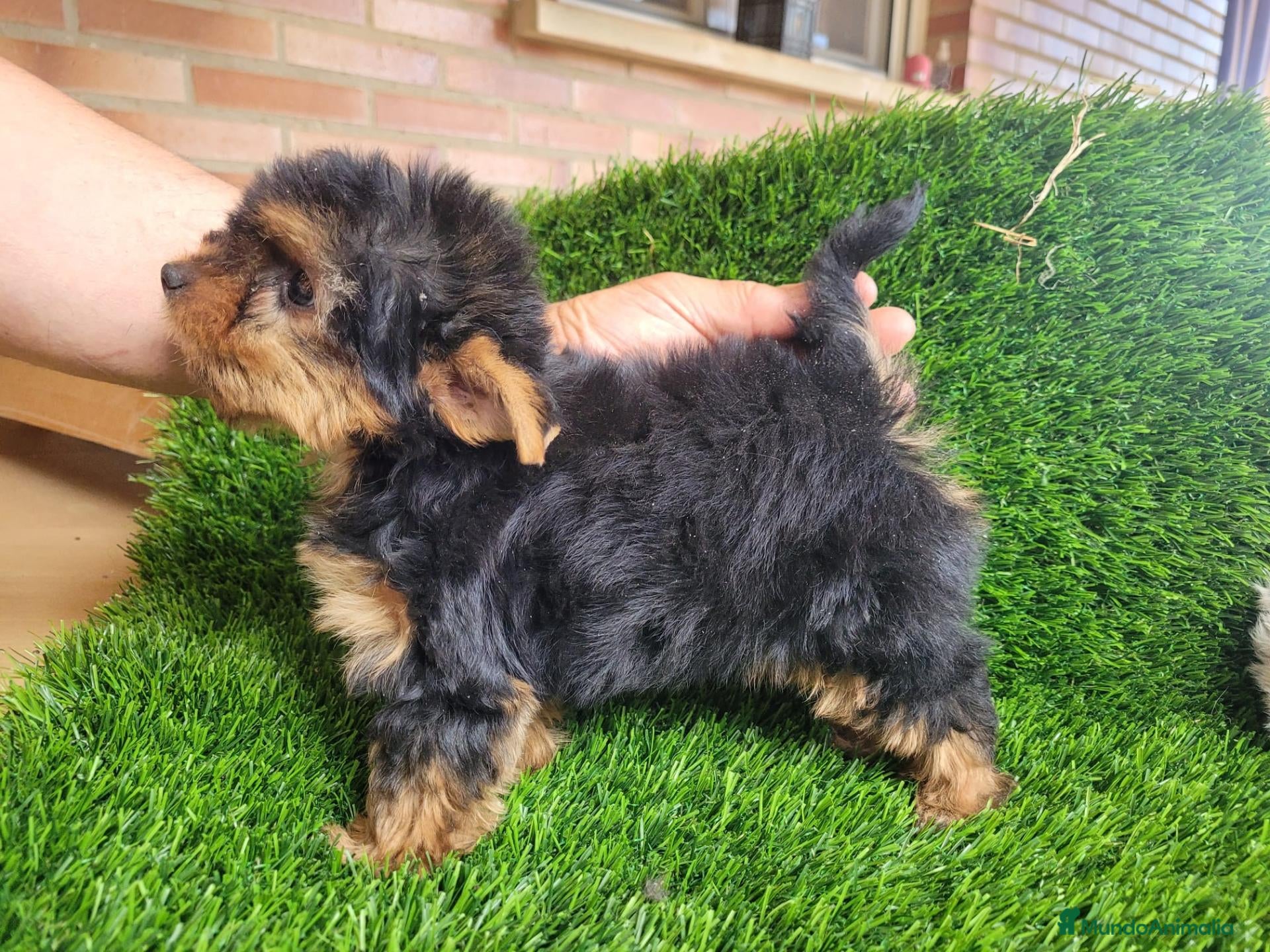 Yorkshire Terrier perros Yorkshire Pequeñitos - Anuncio 1