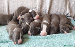 American Staffordshire-Terrier perros en venta: American Stanford  - Imagen 1