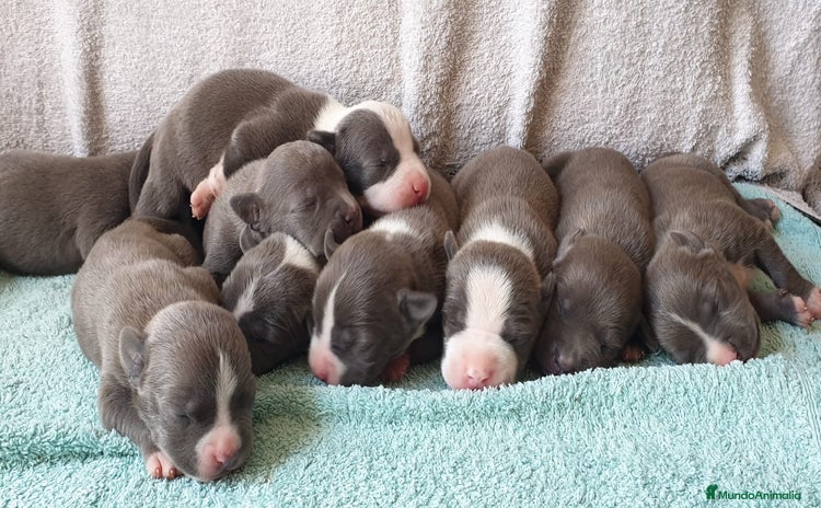 American Staffordshire-Terrier perros - Propaganda 1