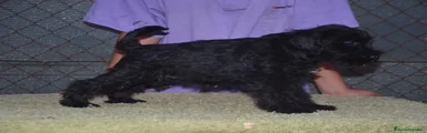 Schnauzer Miniatura 2
