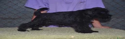 Schnauzer Miniatura perros en venta: Schnauzer miniatura negro - Anuncio 3