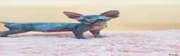 Sphynx gatos en venta: Preciosa Hembrita tabby  - Anuncio 4