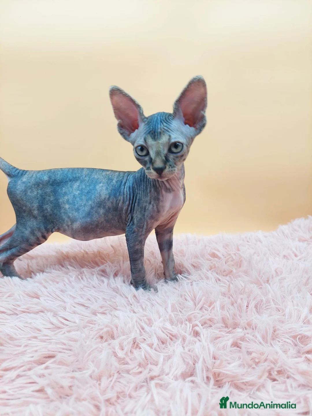 Sphynx gatos en venta: Preciosa Hembrita tabby  - Anuncio 4