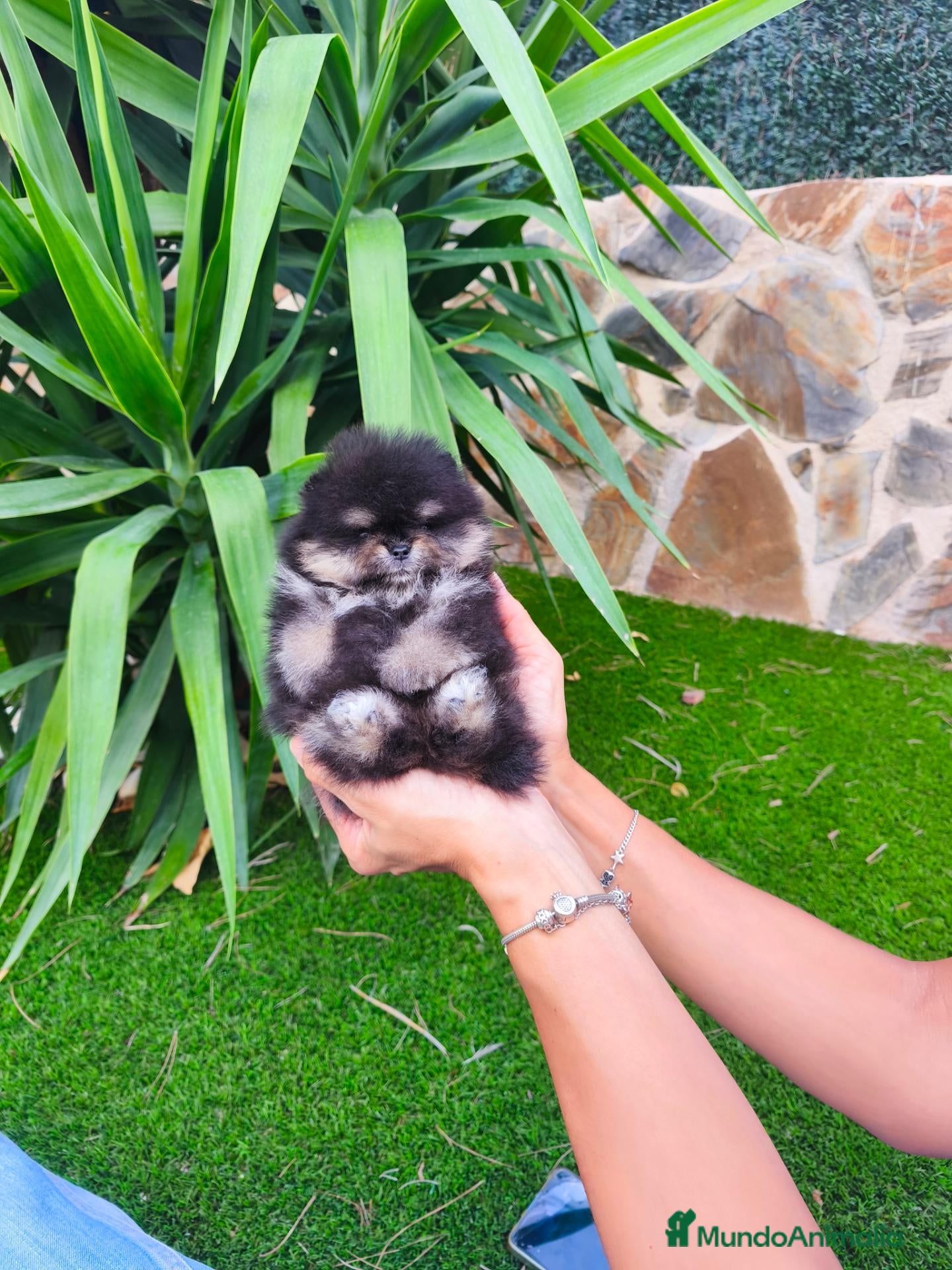 Pomerania perros Pomerania toy - Anuncio 2