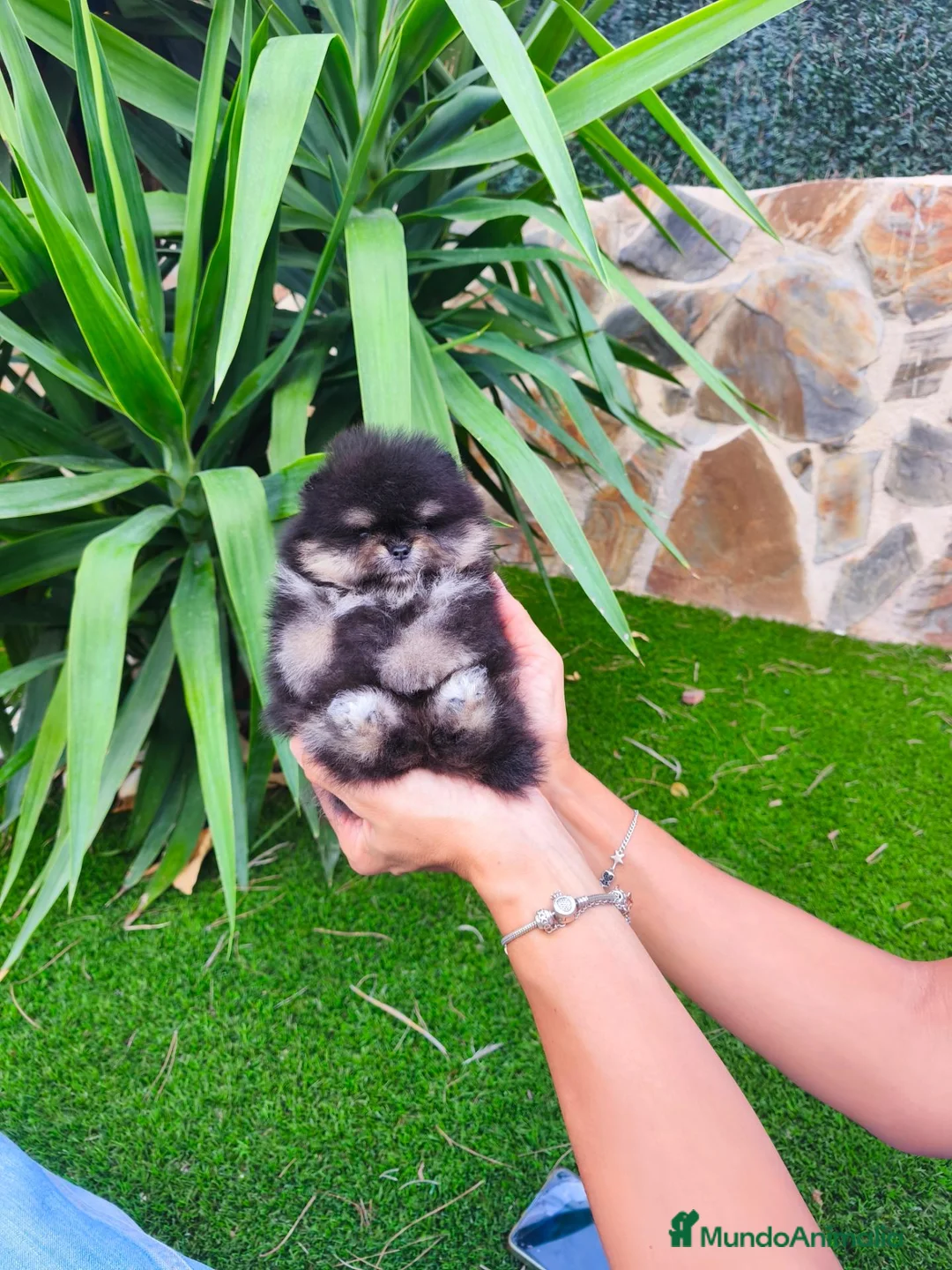 Pomerania perros en venta: Pomerania toy - Anuncio 1
