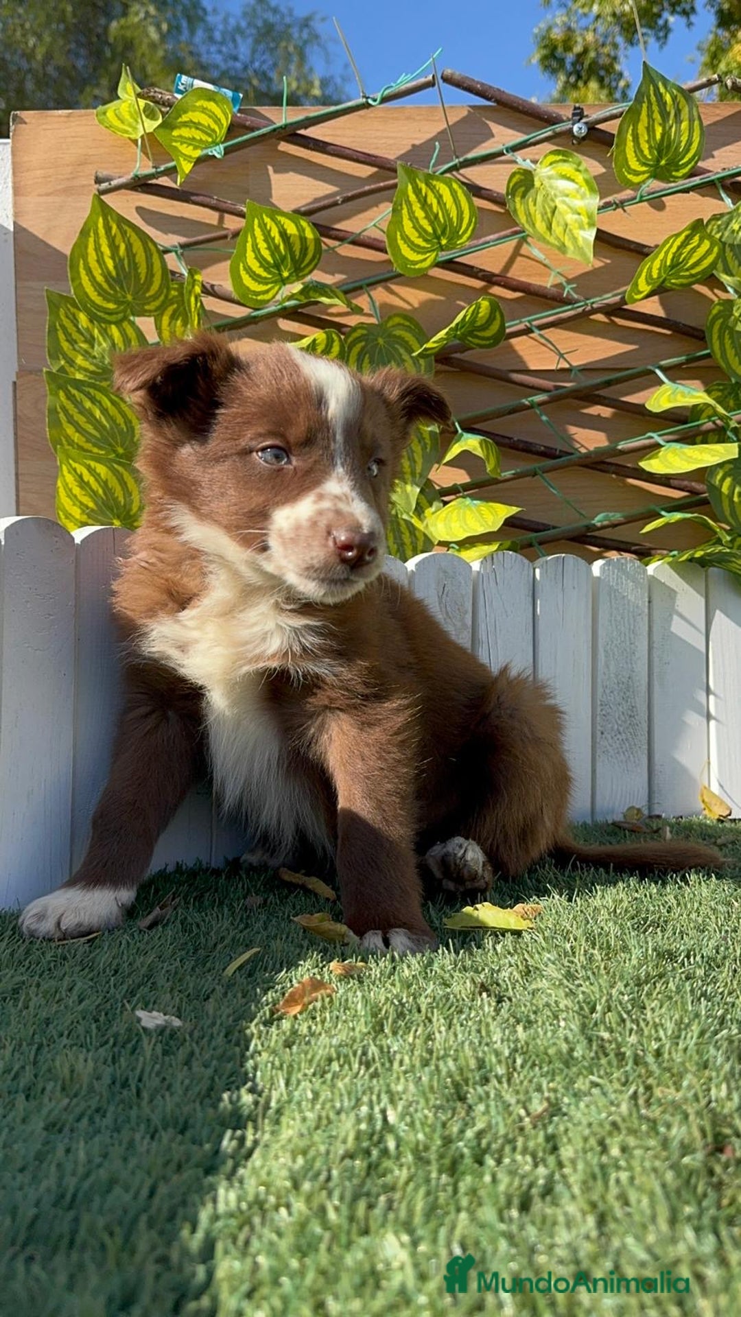 Border Collie perros en venta: BORDER COLLIE - Anuncio 2