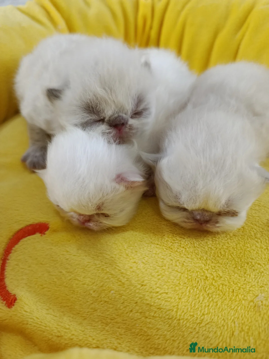 Himalayo gatos en venta: CACHORROS HIMALAYO - Anuncio 1