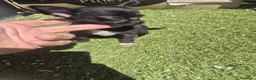 Chihuahua perros en venta: Chihuahua  - Anuncio 2