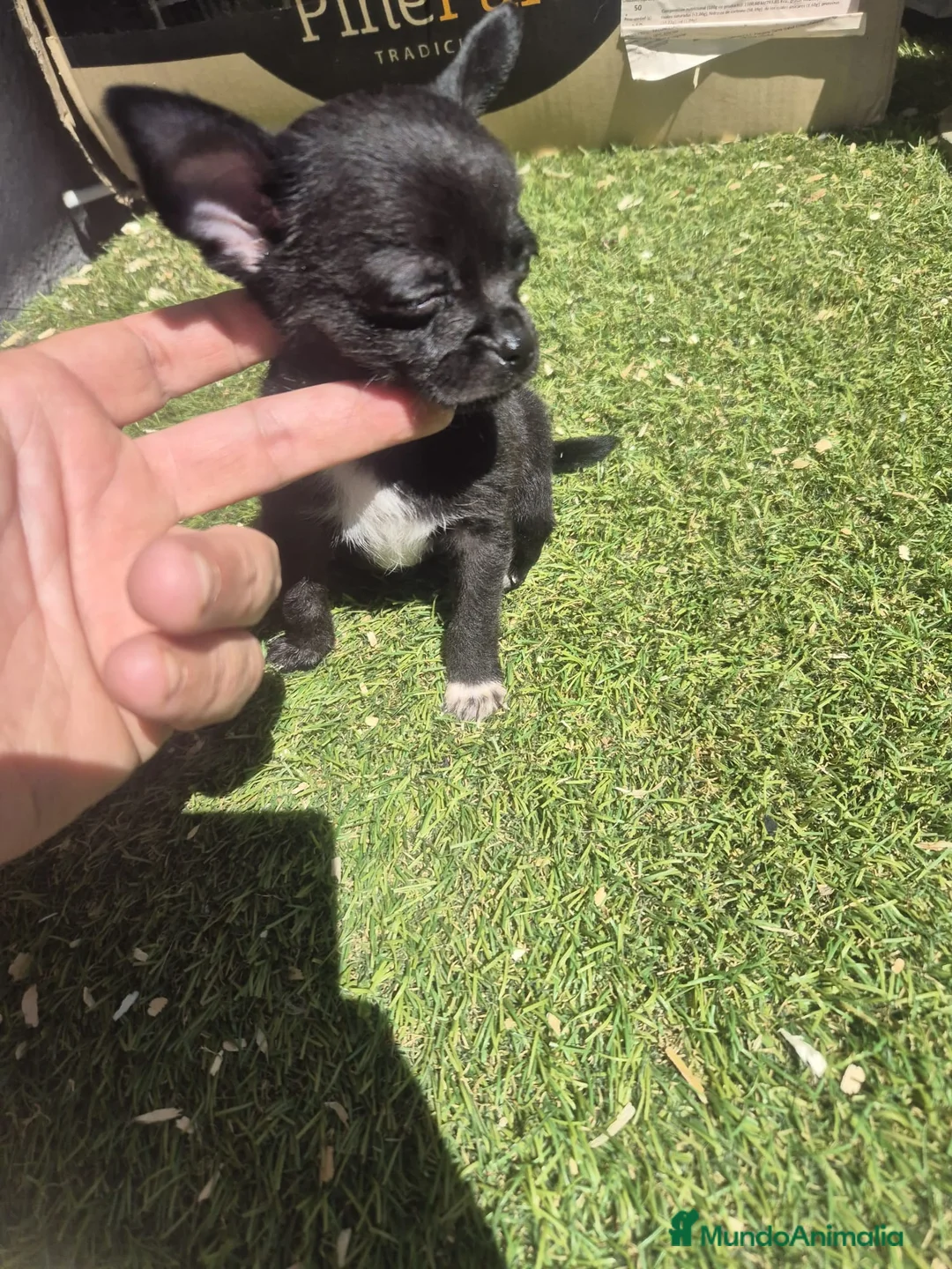 Chihuahua perros en venta: Chihuahua  - Anuncio 2