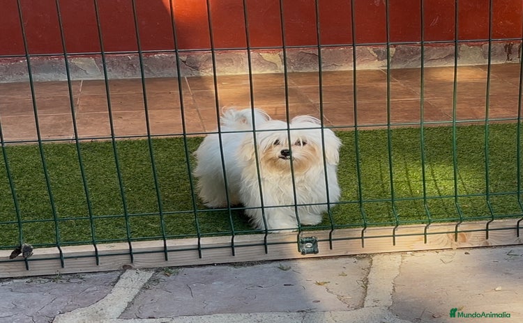 Bichón Maltés perros en Alicante - Anuncio 17