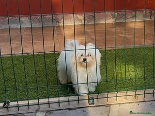 Bichón Maltés perros Bichon maltés CARABY Benidorm en Alicante - Anuncio 23