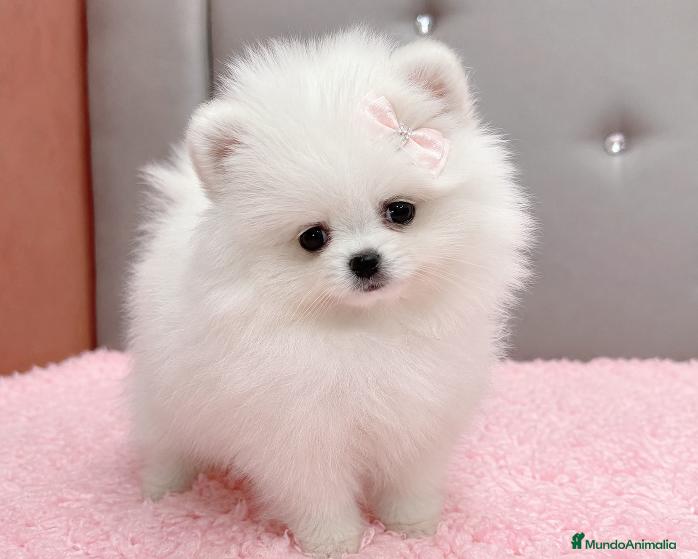 Pomerania perros CACHORRO POMERANIA HEMBRA - Anuncio 2