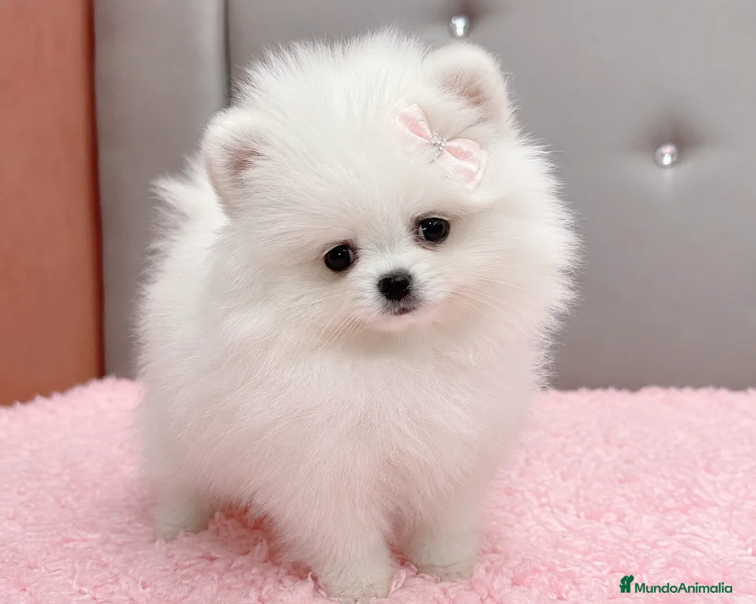 Pomerania perros en venta: CACHORRO POMERANIA HEMBRA en Cáceres - Anuncio 1