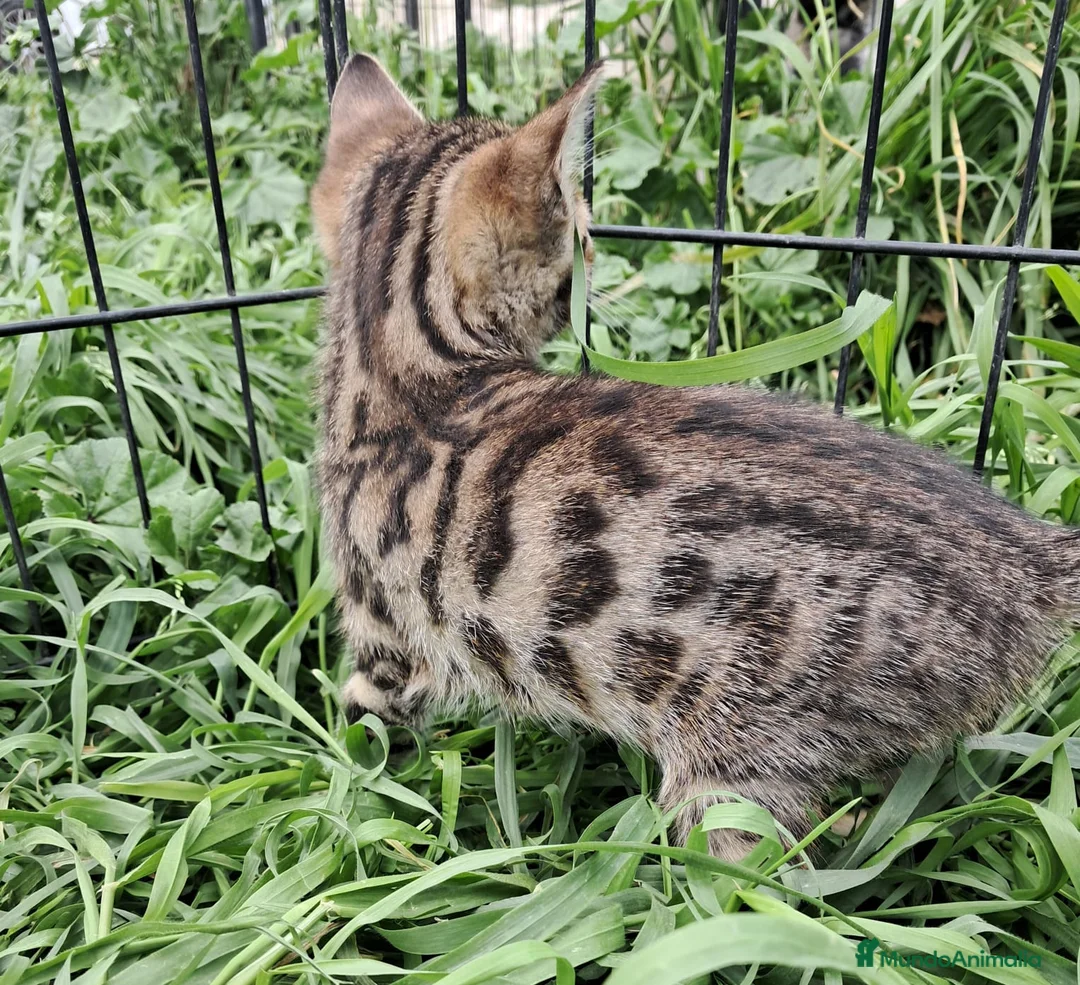 Bengalí gatos en venta: Gatito bengali en Barcelona - Anuncio 5