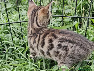 Bengalí gatos Gatito bengali - Anuncio 2