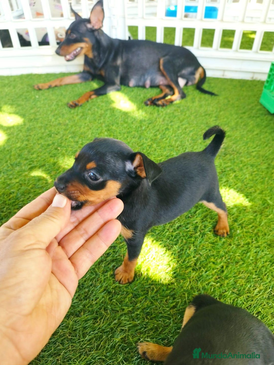 Pinscher Miniatura perros en venta: Mini-pinscher  - Imagen 1