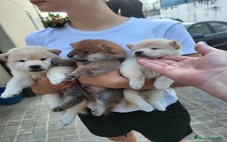 Shiba Inu perros en venta: Shiba inu blancos y rojo - Imagen 3