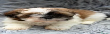 Shih Tzu 1