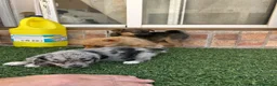 Pomchi perros en venta: Cruzaditos de chihuahua y pomerania  - Anuncio 12