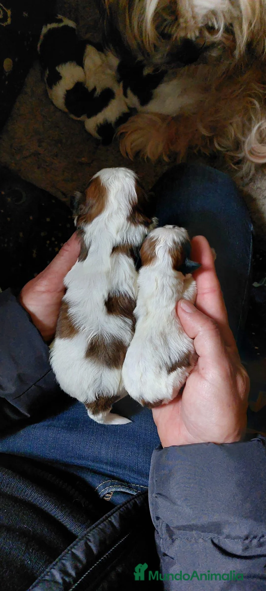 Shih Tzu perros en venta: SHIH TZU ECCUSIVOS - Anuncio 3