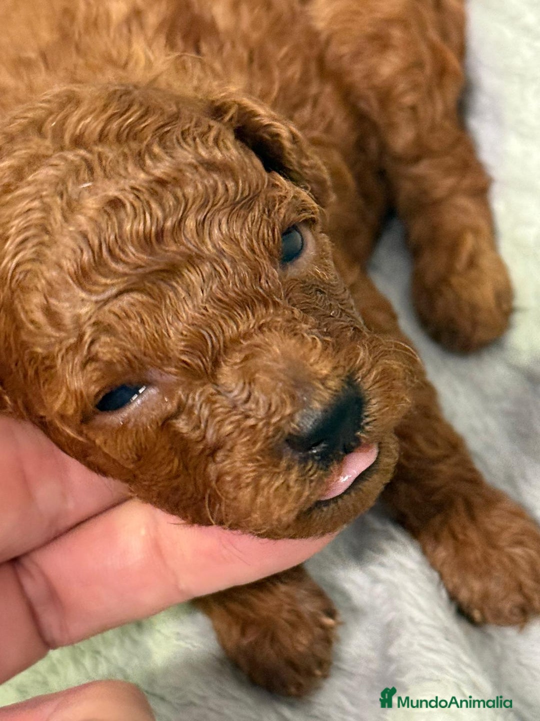 Caniche Enano perros en venta: Caniche enano  - Imagen 2