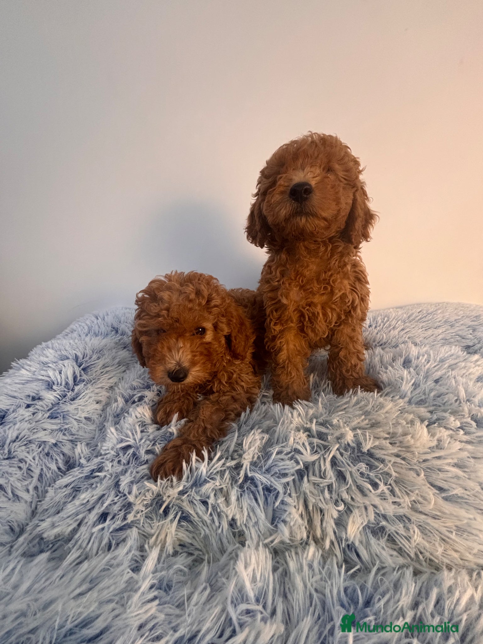 Caniche Enano perros CACHORROS DE CANICHE ENANO - Anuncio 3
