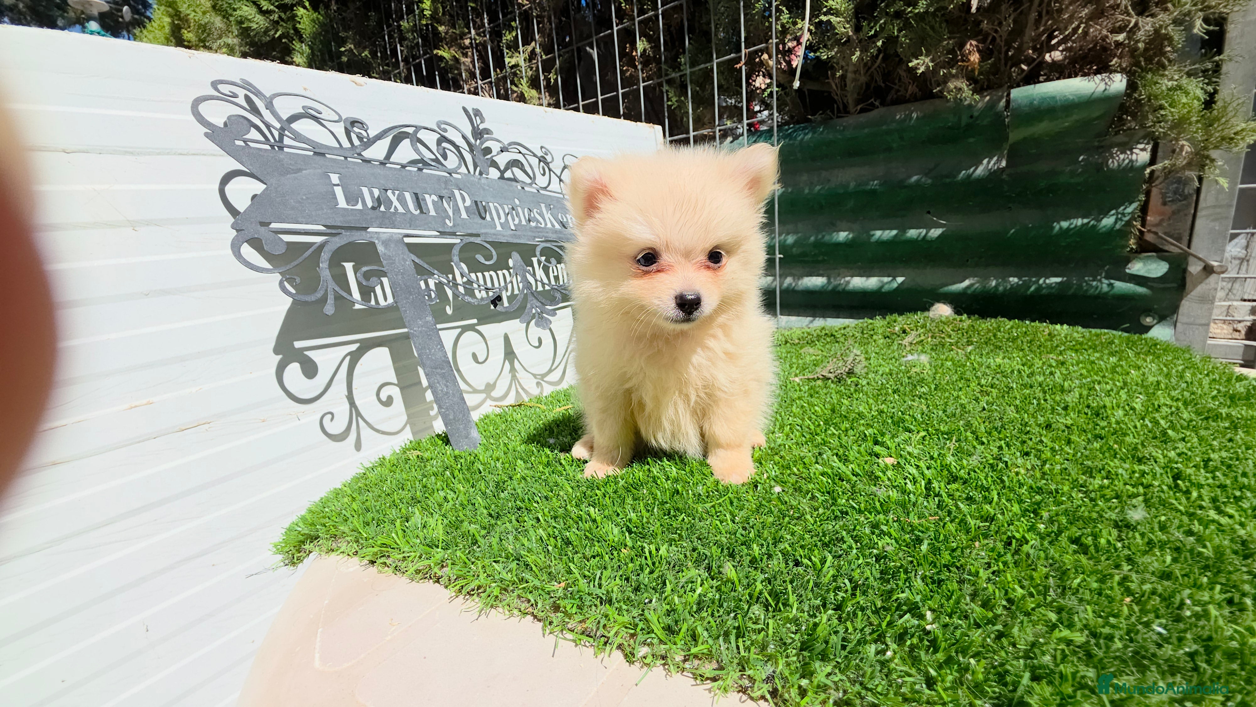 Pomerania perros Pomerania super minis  - Anuncio 26