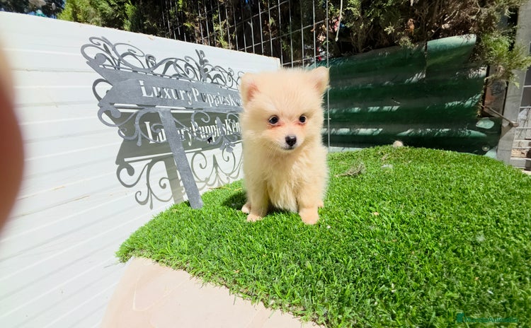 Pomerania perros - Anuncio 1