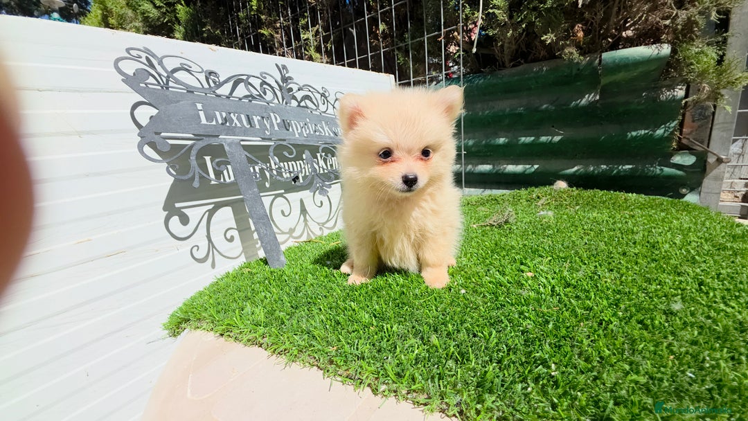 Pomerania perros en venta: Pomerania super minis  - Imagen 1