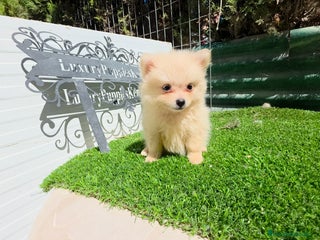 Pomerania perros - Anuncio 36