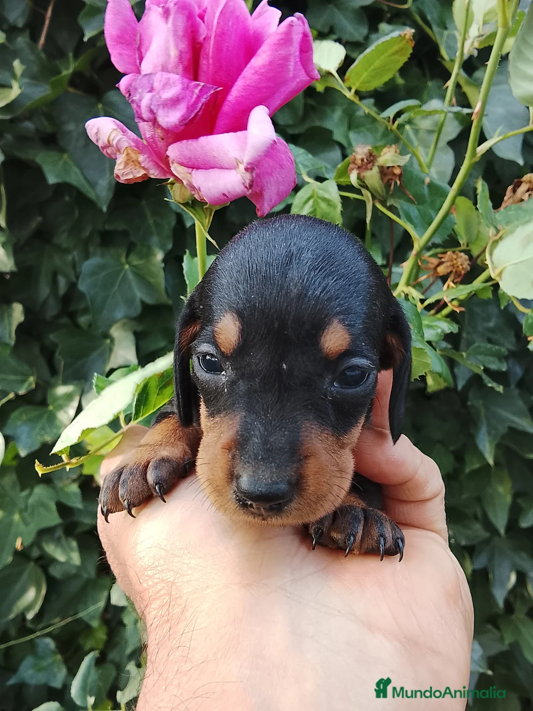 Teckel perros en venta: Teckel de pelo corto  - Anuncio 7