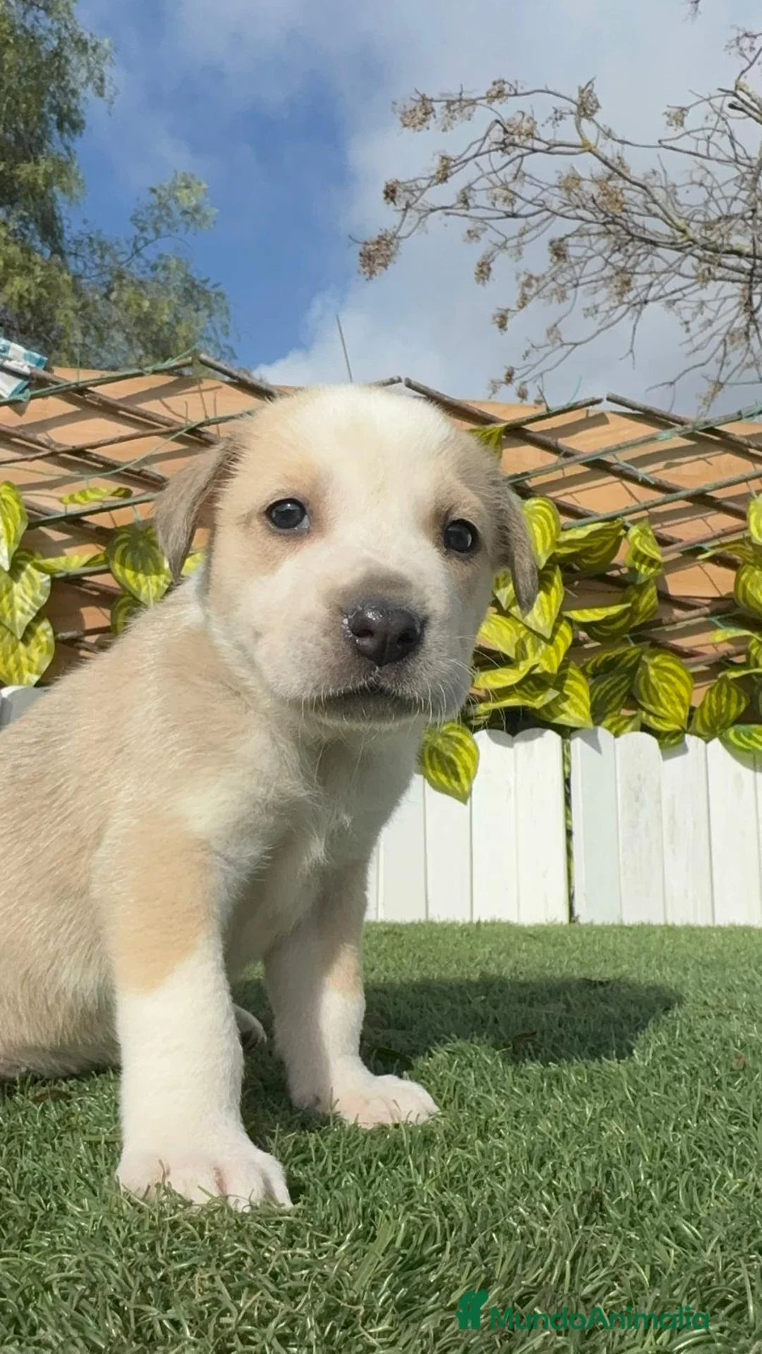 Mastín Español perros en venta: MASTIN ESPAÑOL - Anuncio 16