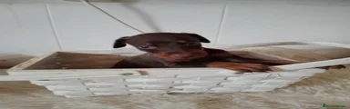 Dobermann 1