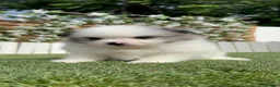 Pomerania perros en venta: POMERANIA - Anuncio 11