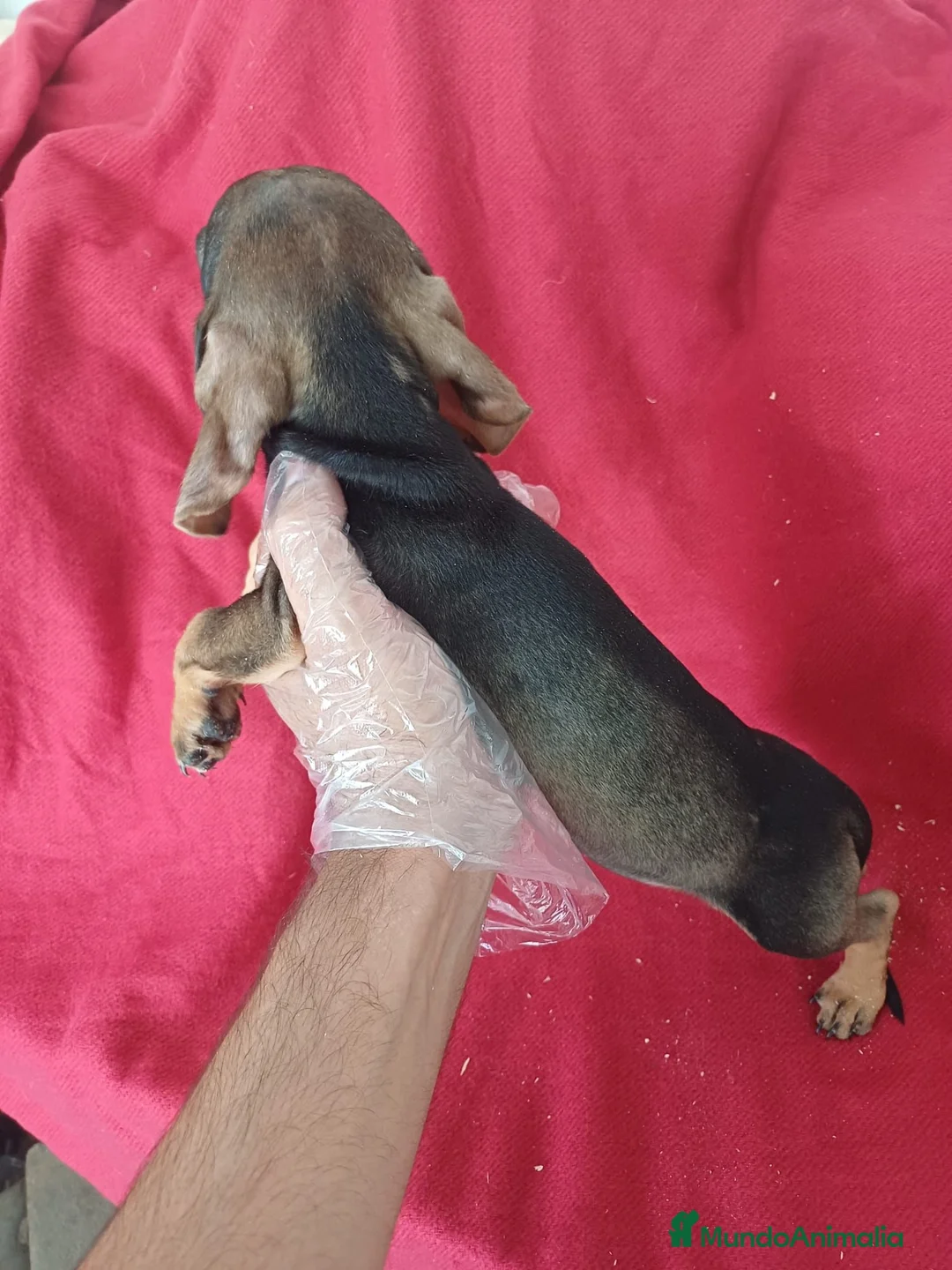 Teckel Miniatura perros en venta: Teckel Mini  - Anuncio 3