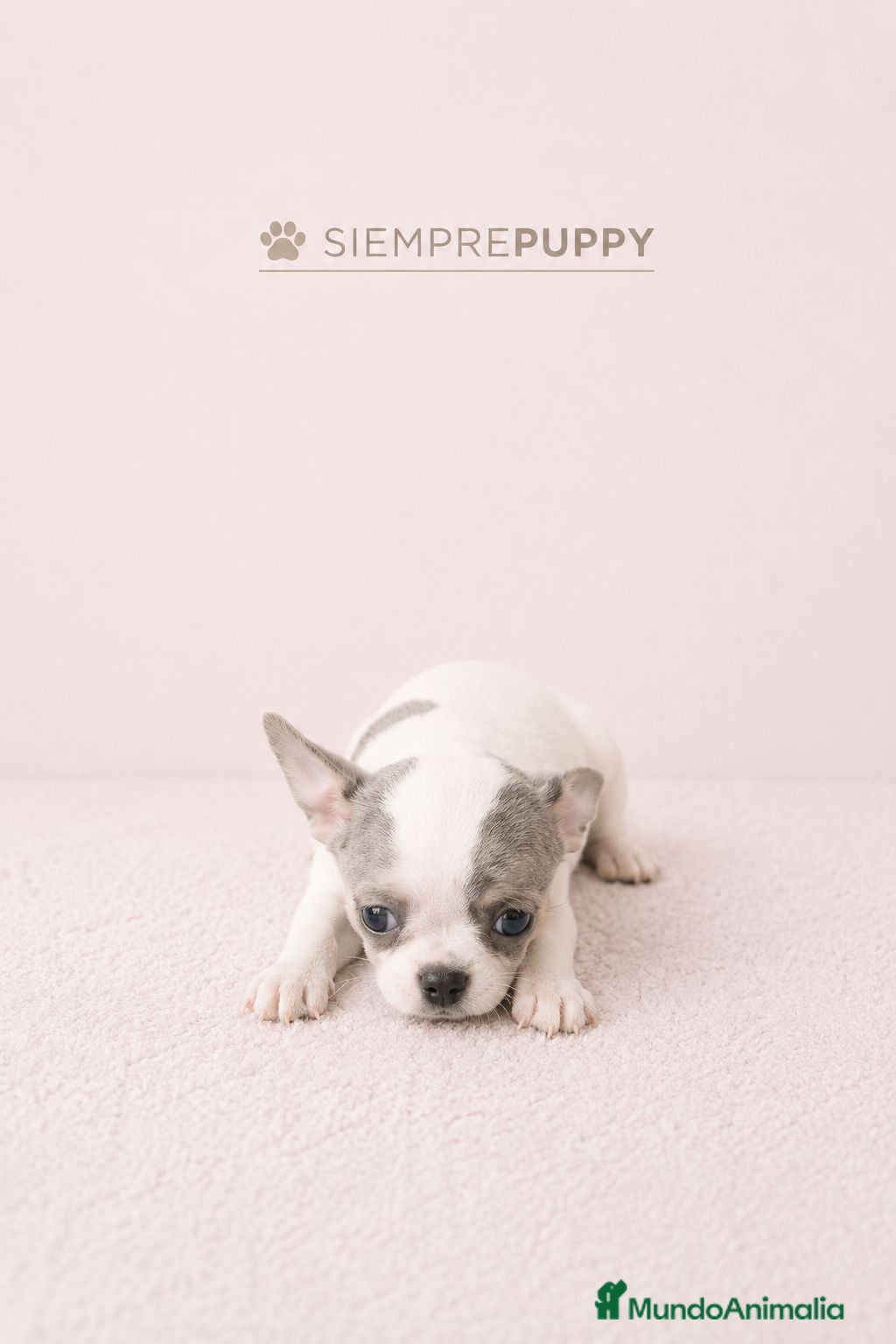 Chihuahua perros CHIHUAHUA VACA MERLE - Anuncio 4