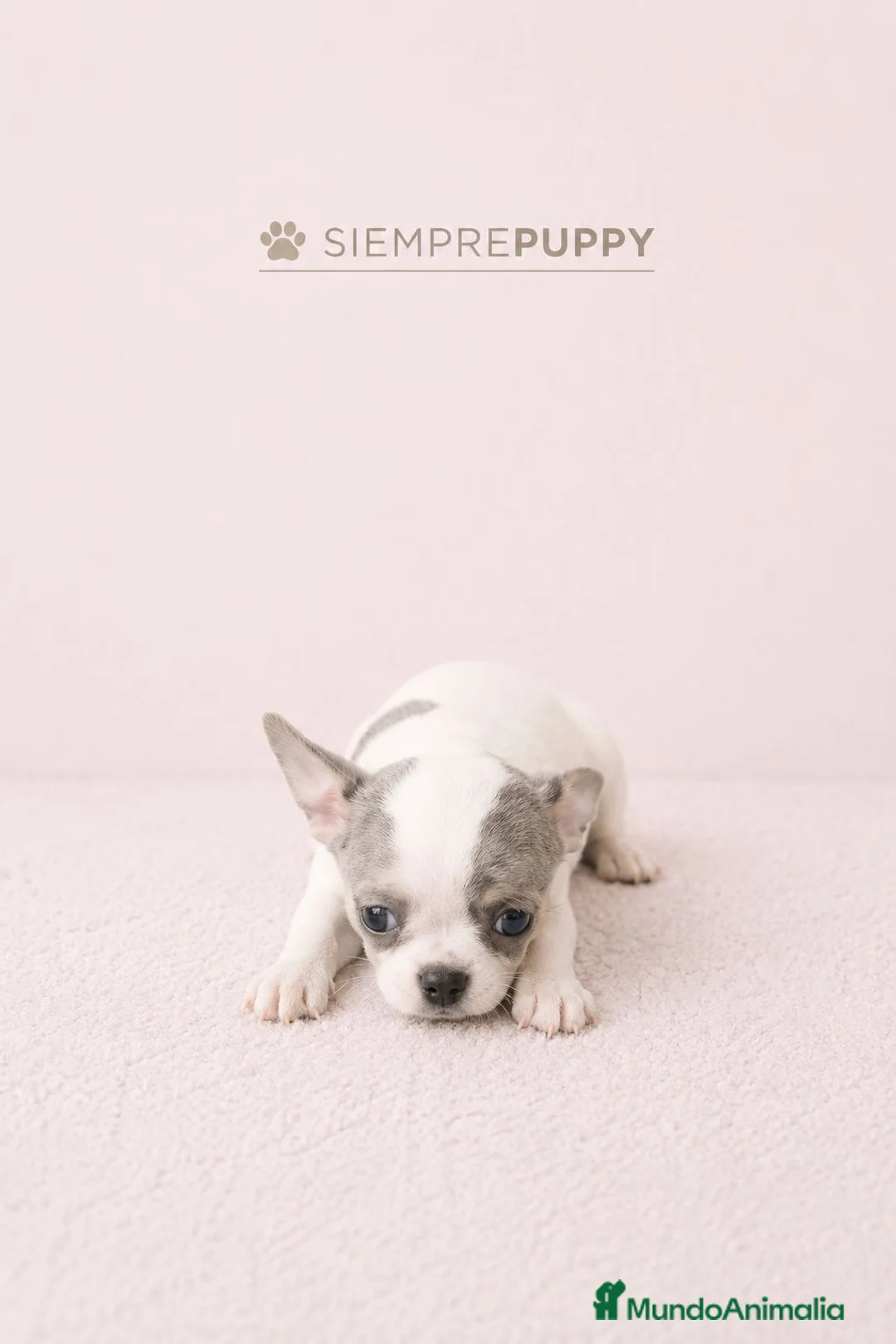 Chihuahua perros en venta: CHIHUAHUA VACA MERLE - Anuncio 1