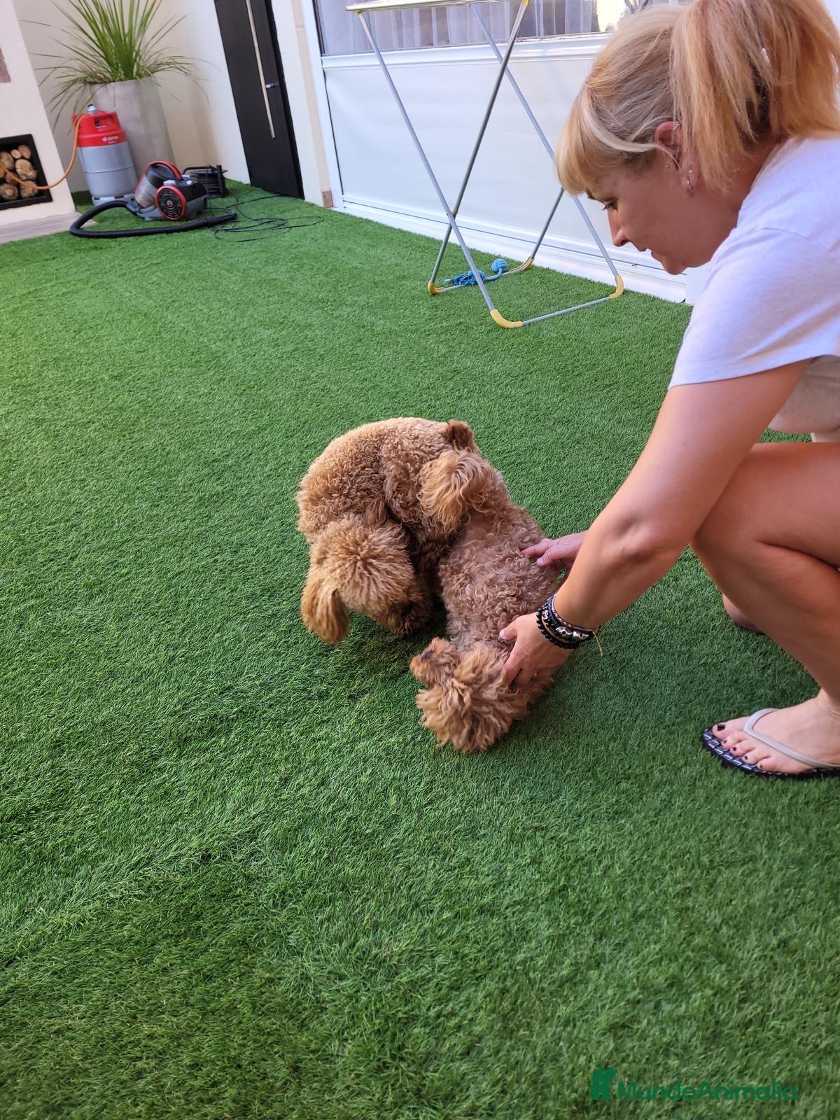 Caniche Toy perros Caniche toy - Anuncio 1