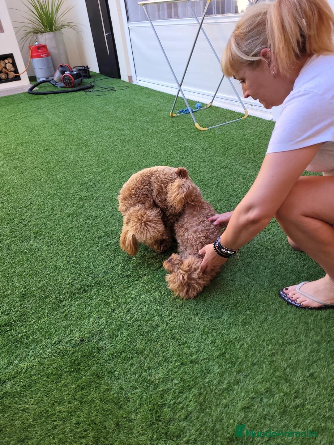 Caniche Toy perros en venta: Caniche toy - Anuncio 1