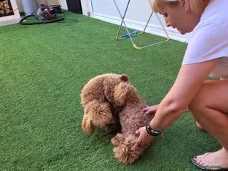 Caniche Toy perros Caniche toy - Anuncio 1