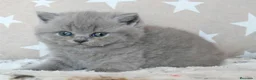 Británico de Pelo Corto Azul gatos en venta: 🐾 Gatitos British Shorthair Azules Exclusivos🐾 - Anuncio 7