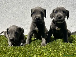 Cane Corso perros Cane corso - Anuncio 2