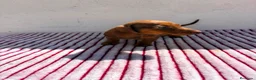 Teckel Miniatura perros en venta: Teckel Kaninchen - Anuncio 7