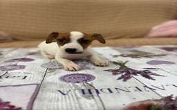 Jack Russell Terrier perros en venta: Jack Russell  - Imagen 9