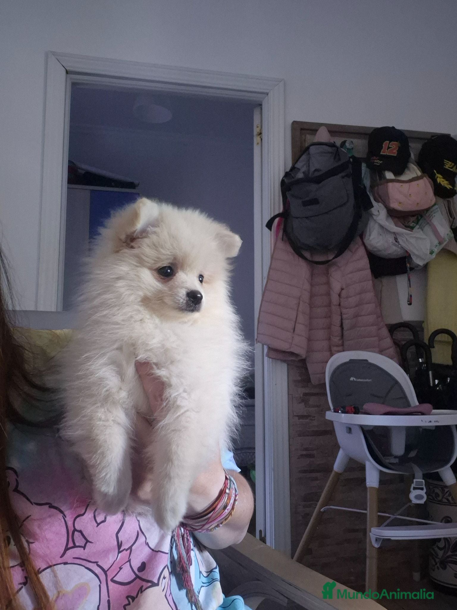 Pomerania perros Pomerania - Anuncio 20