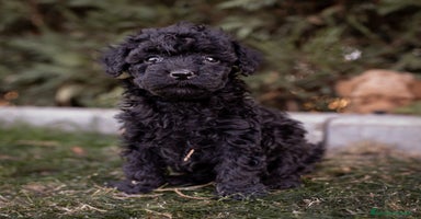 Caniche Toy perros Camada caniche Toy negro - Anuncio 10