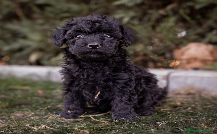 Caniche Toy perros - Anuncio 2